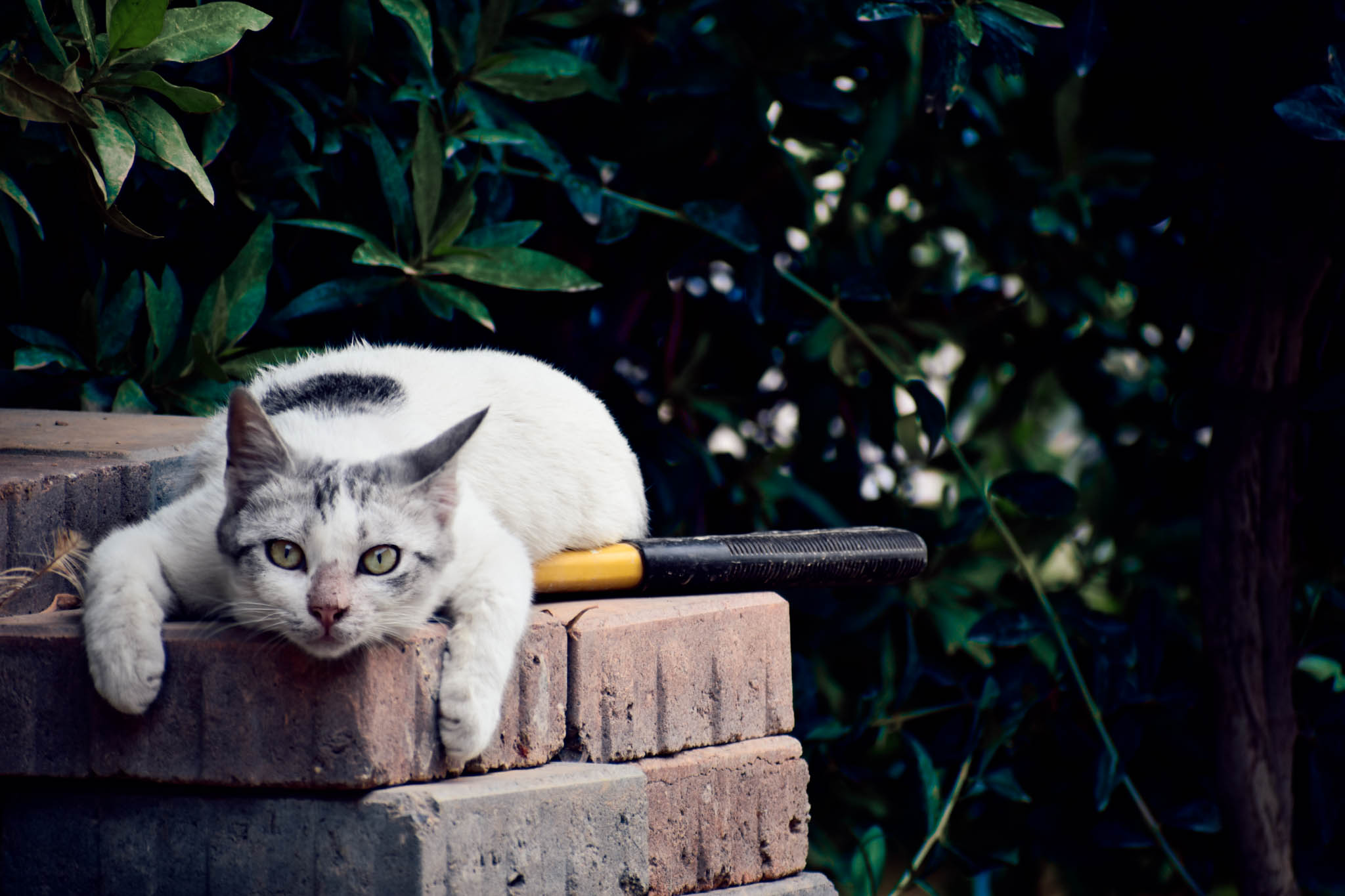 A Cat Story