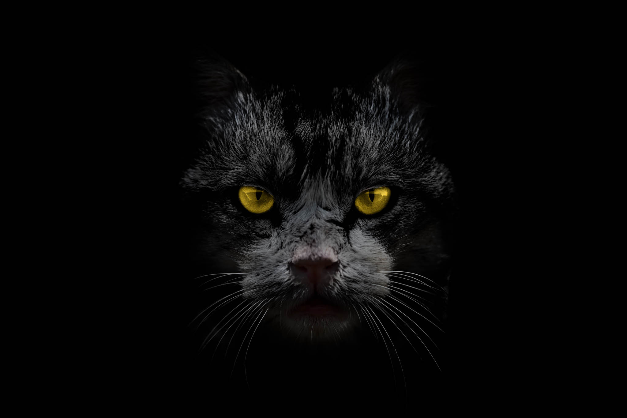Another Cat Story After