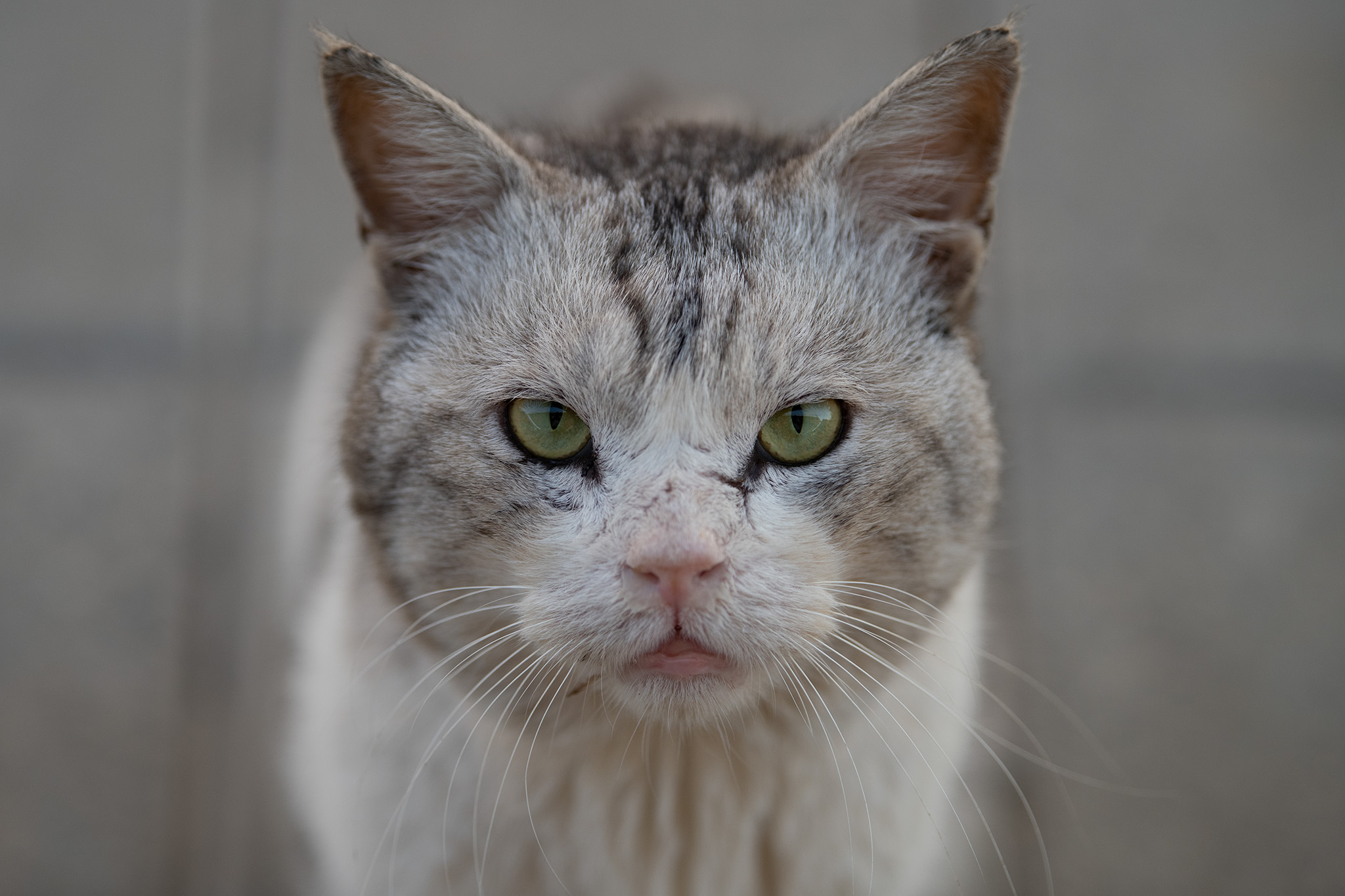 Another Cat Story Before