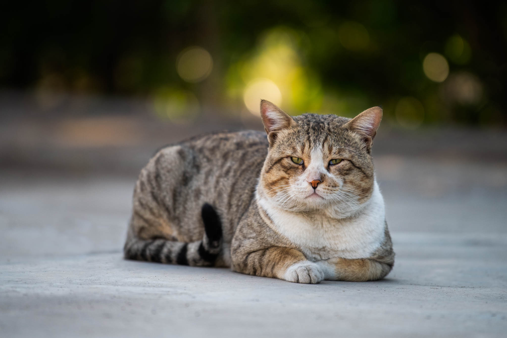 Another Cat Story