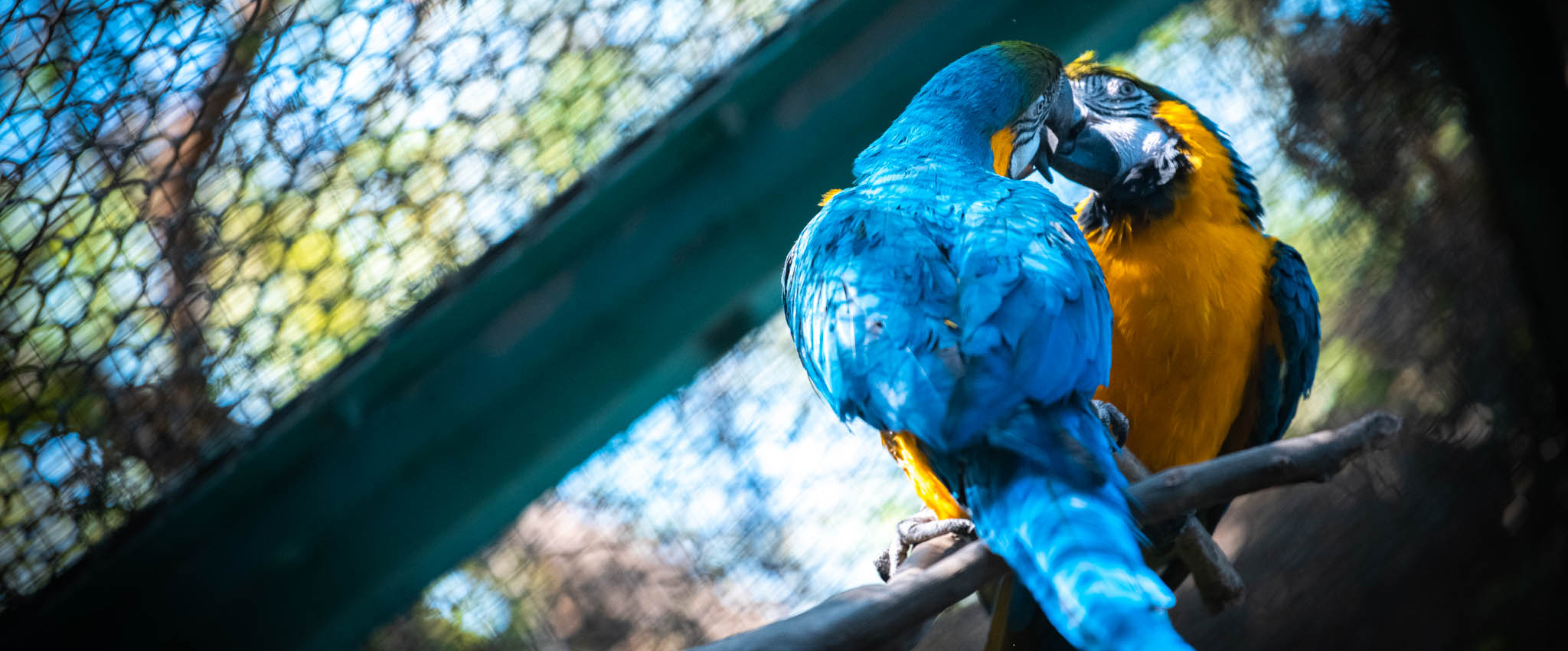 Kuwait Zoo Photowalk