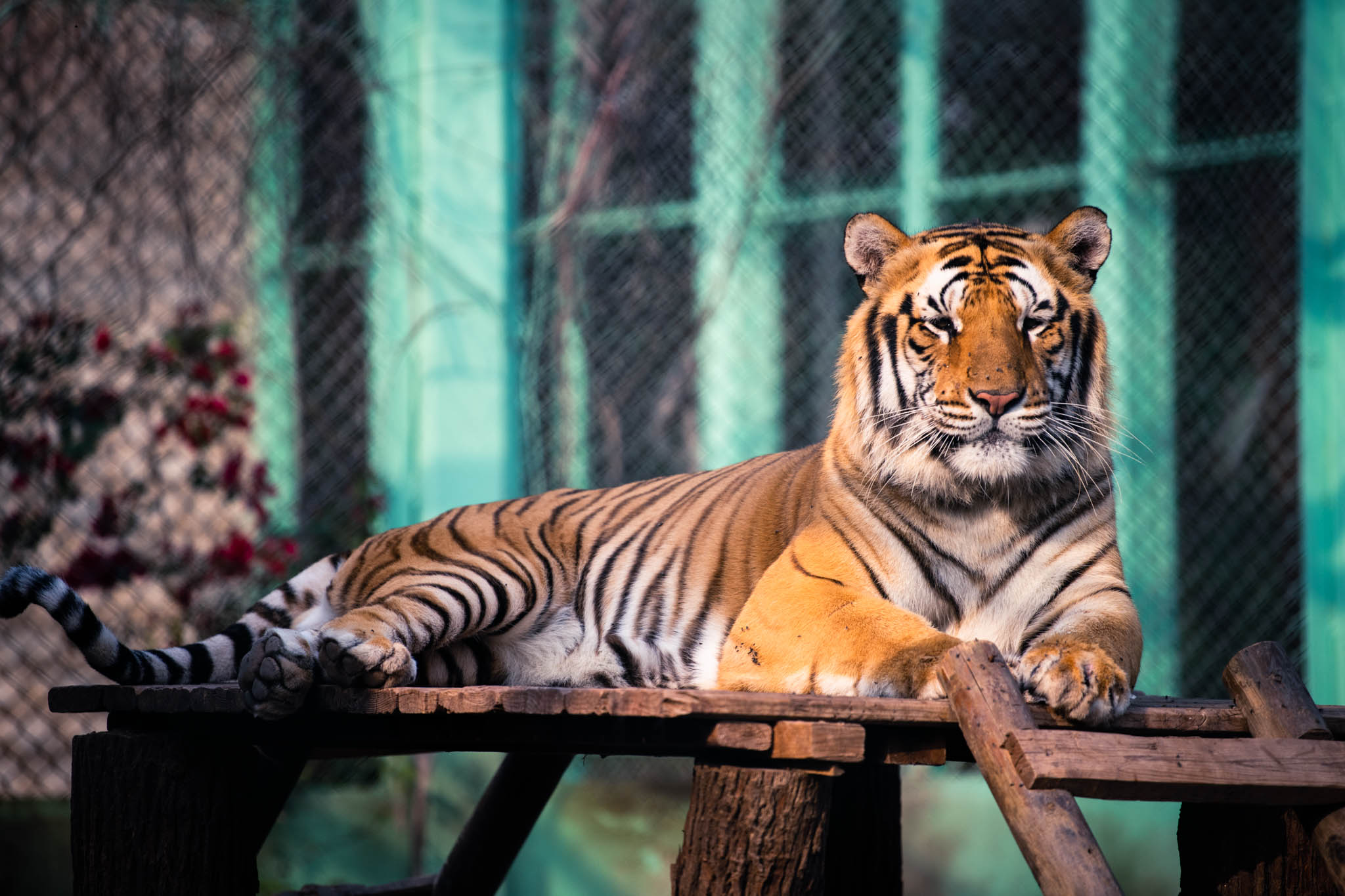 Kuwait Zoo Photowalk