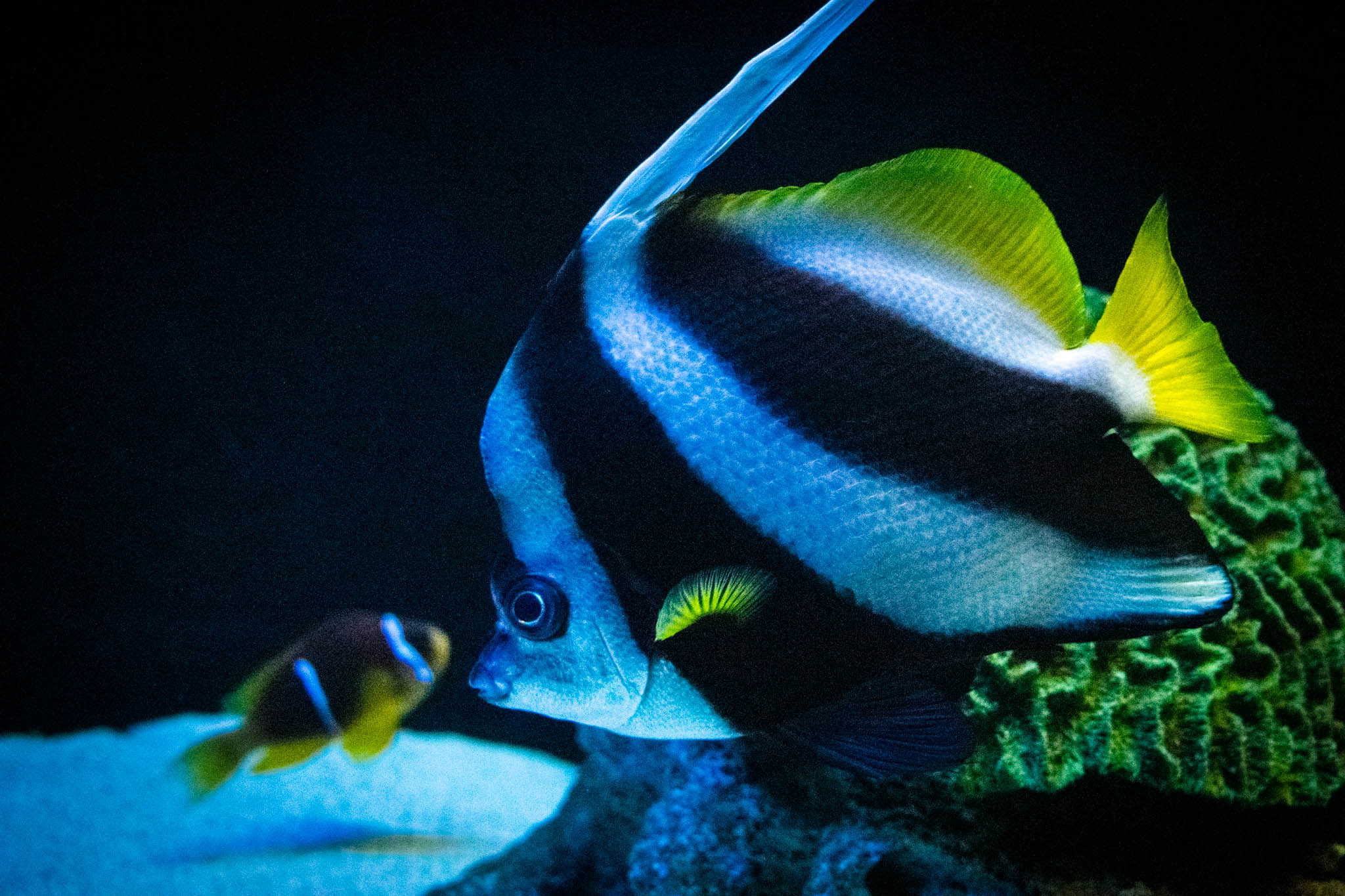 Marine Life Photography - Photowalk